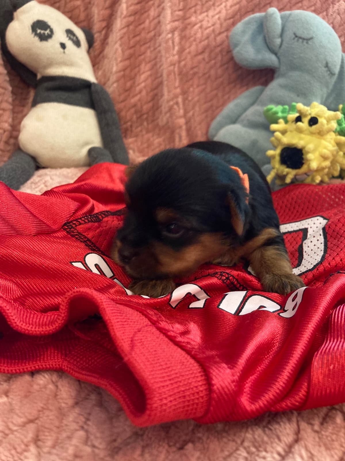 2 Beautiful, Healthy Male Yorkie Puppies - available August 6, 2026 breeder image 13