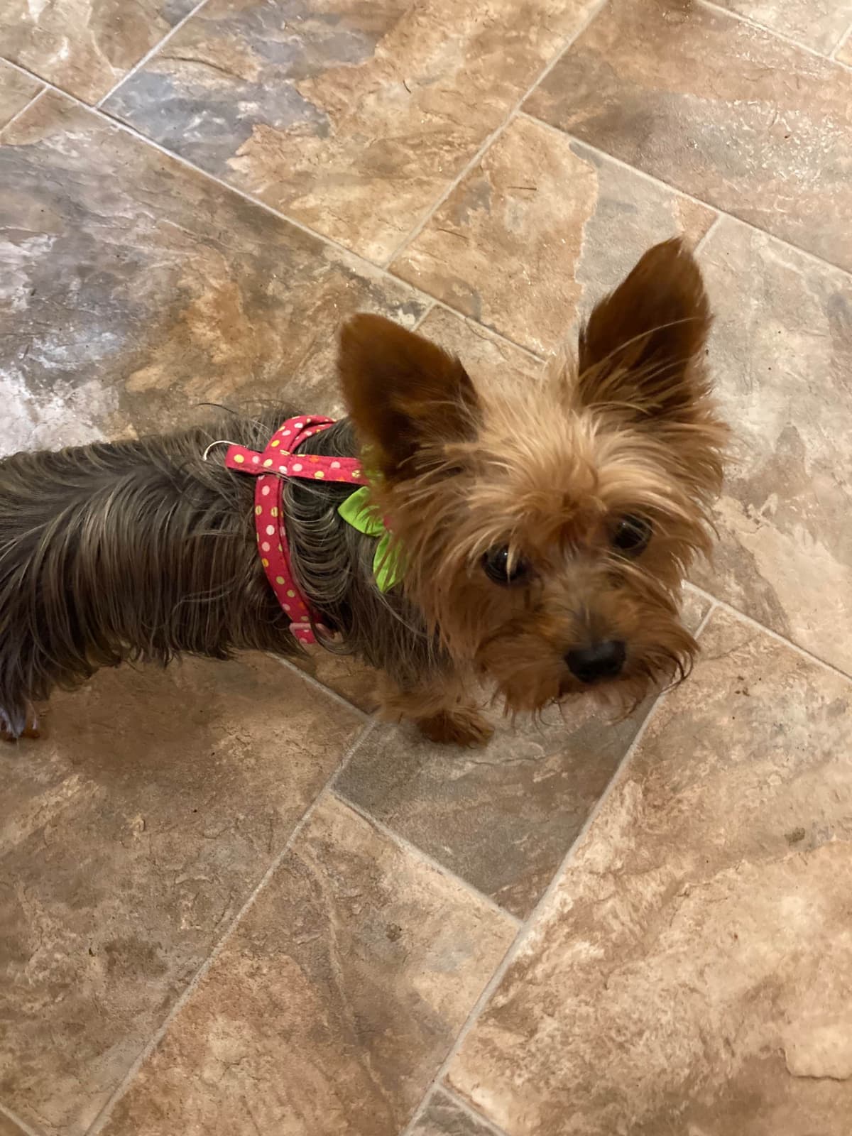 2 Beautiful, Healthy Male Yorkie Puppies - available August 6, 2026 breeder image 16