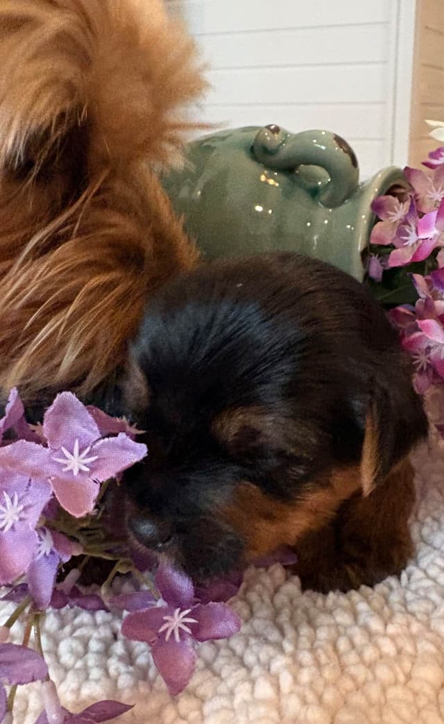 2 Beautiful, Healthy Male Yorkie Puppies - available August 6, 2026 media 6