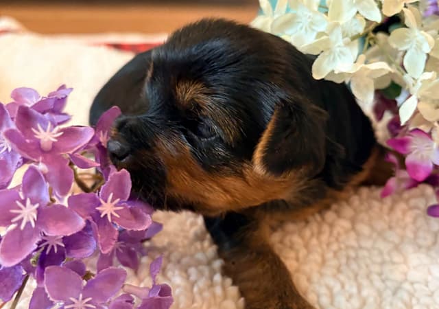 2 Beautiful, Healthy Male Yorkie Puppies - available August 6, 2026 media 7