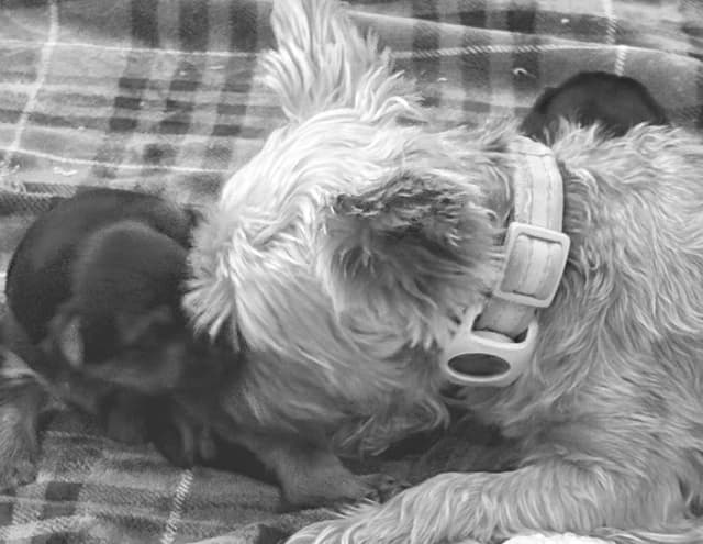 2 Beautiful, Healthy Male Yorkie Puppies - available August 6, 2026 media 8