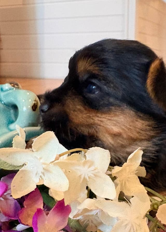 2 Beautiful, Healthy Male Yorkie Puppies - available August 6, 2026 media 4