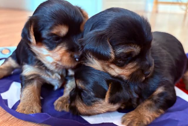 2 Beautiful, Healthy Male Yorkie Puppies - available August 6, 2026 media 2