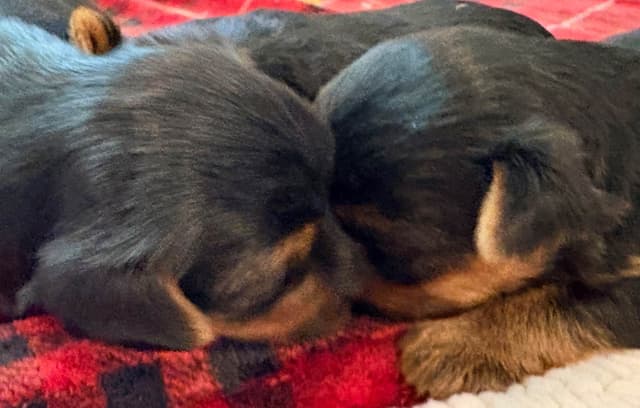 2 Beautiful, Healthy Male Yorkie Puppies - available August 6, 2026 media 9