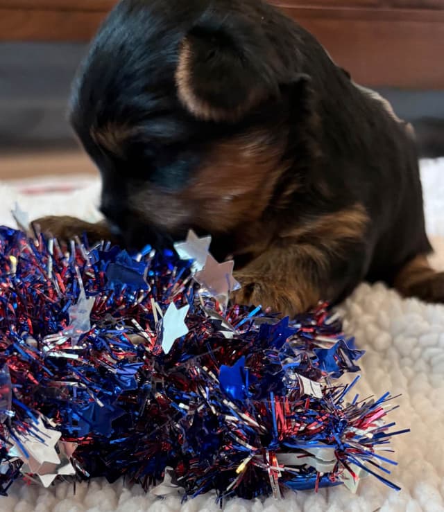 2 Beautiful, Healthy Male Yorkie Puppies - available August 6, 2026 media 3