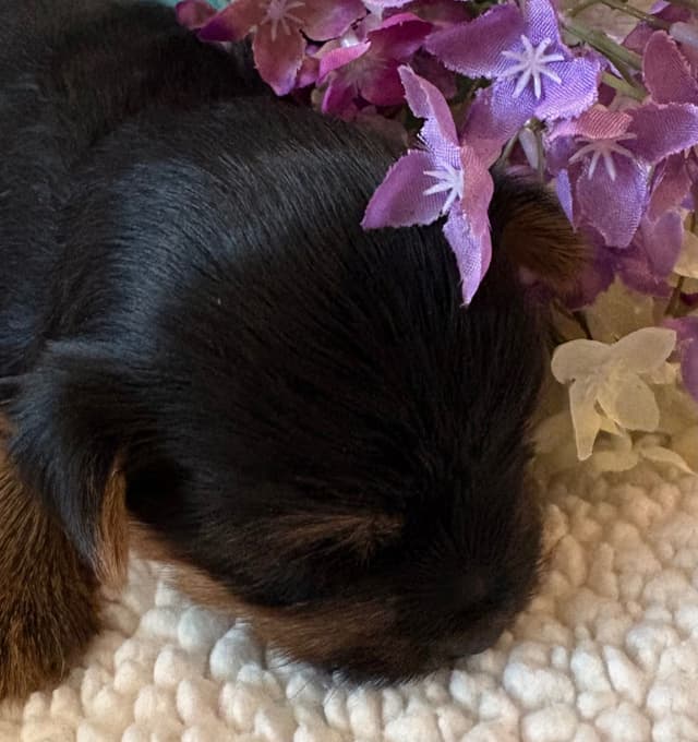 2 Beautiful, Healthy Male Yorkie Puppies - available August 6, 2026 media 5