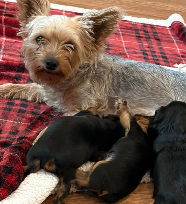 2 Beautiful, Healthy Male Yorkie Puppies - available August 6, 2026 media 10
