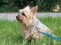 2 Beautiful, Healthy Male Yorkie Puppies - available August 6, 2026 media 14