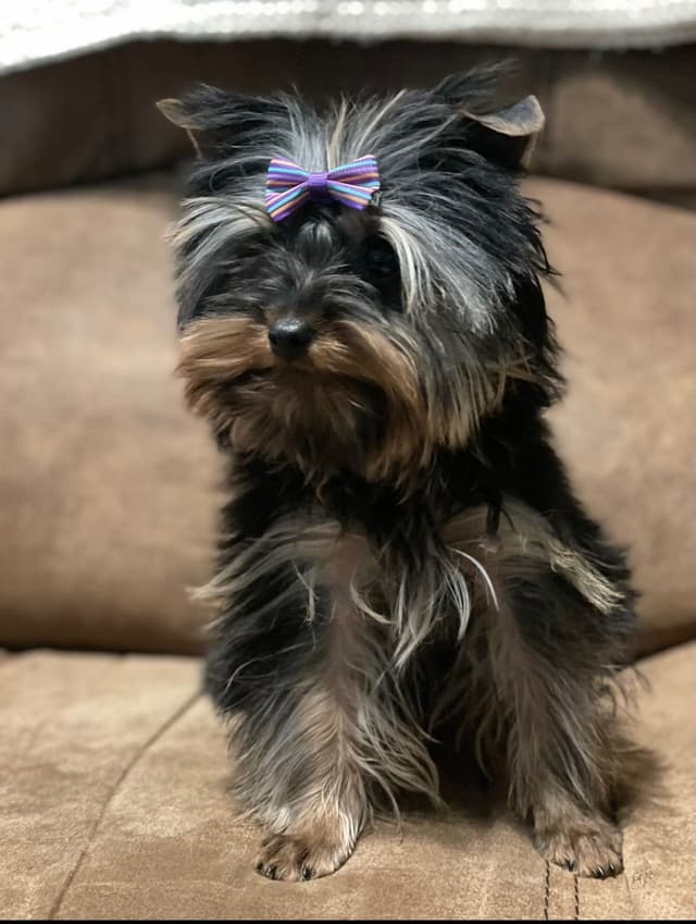 2 Beautiful, Healthy Male Yorkie Puppies - available August 6, 2026 media 17