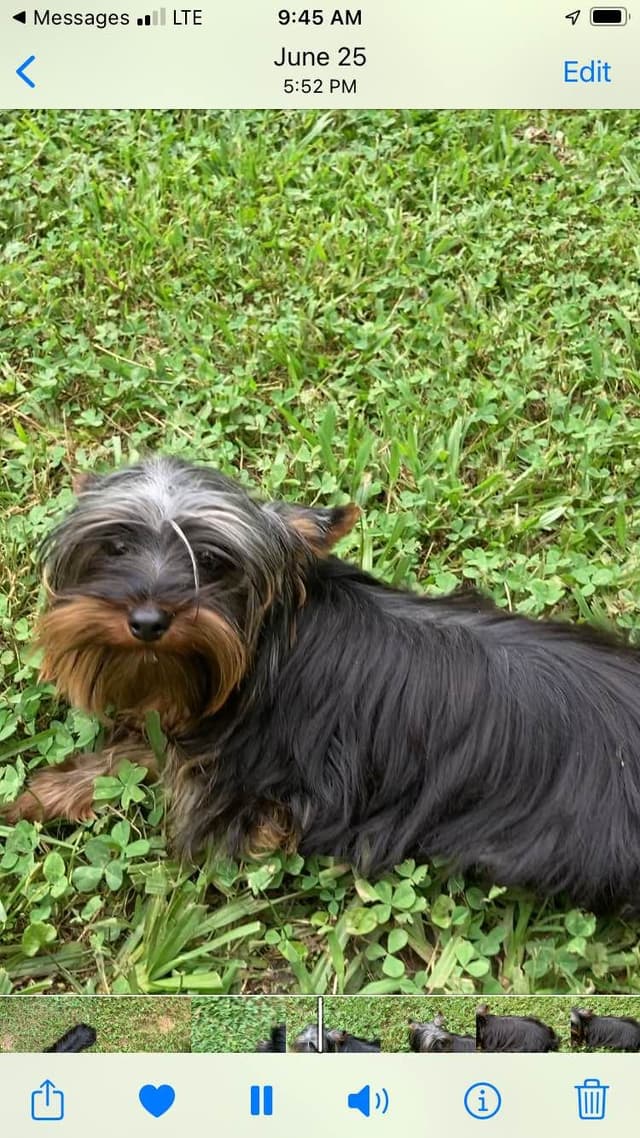 2 Beautiful, Healthy Male Yorkie Puppies - available August 6, 2026 media 16