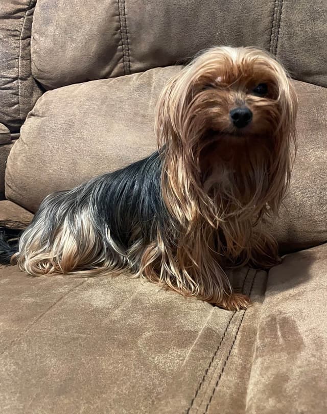 2 Beautiful, Healthy Male Yorkie Puppies - available August 6, 2026 media 18
