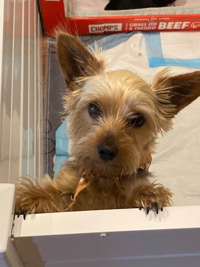 2 Beautiful, Healthy Male Yorkie Puppies - available August 6, 2026 media 13