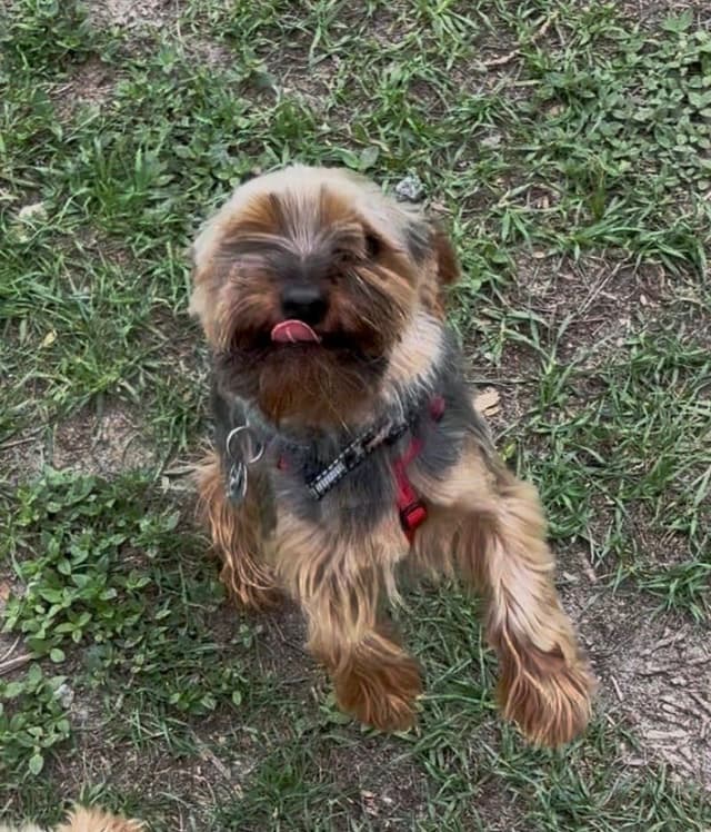 2 Beautiful, Healthy Male Yorkie Puppies - available August 6, 2026 media 15