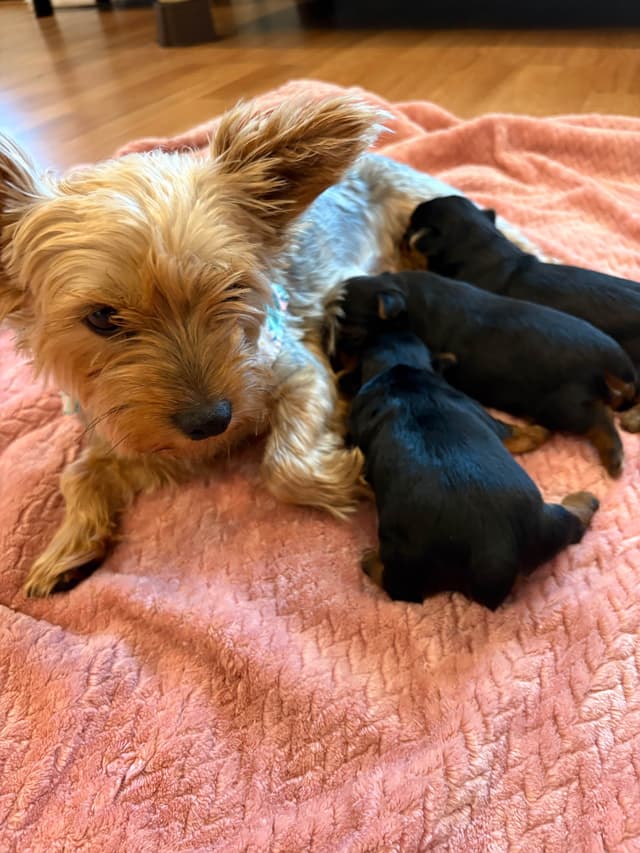 2 Beautiful, Healthy Male Yorkie Puppies - available August 6, 2026 media 11