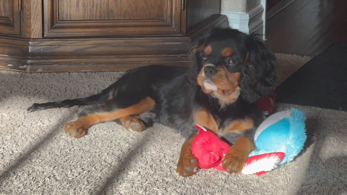 Cavalier King Charles Spaniel Puppies breeder image 3