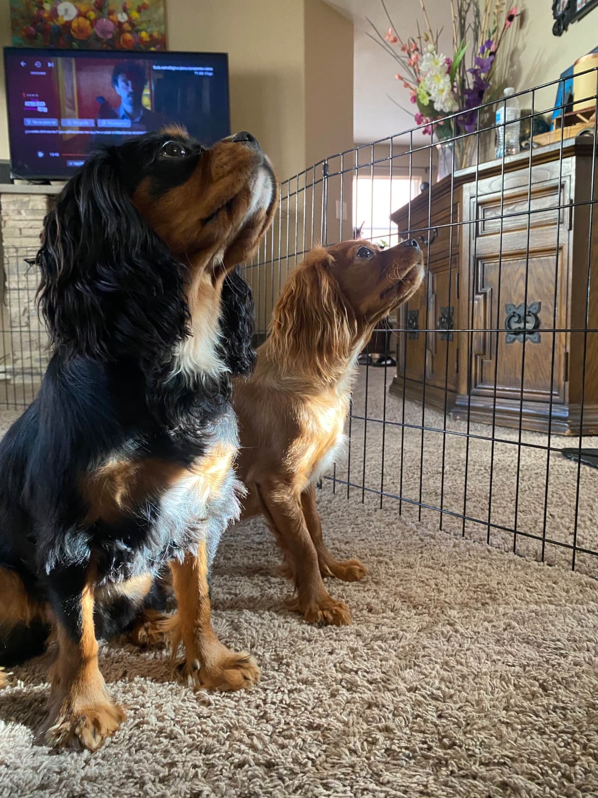 Cavalier King Charles Spaniel Puppies breeder image 6