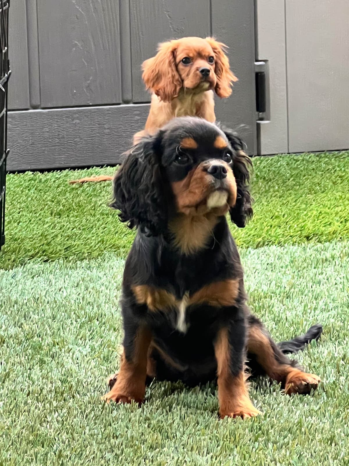 Cavalier King Charles Spaniel Puppies breeder image 1