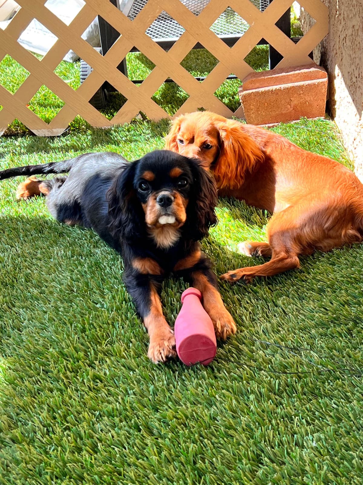 Cavalier King Charles Spaniel Puppies breeder image 7