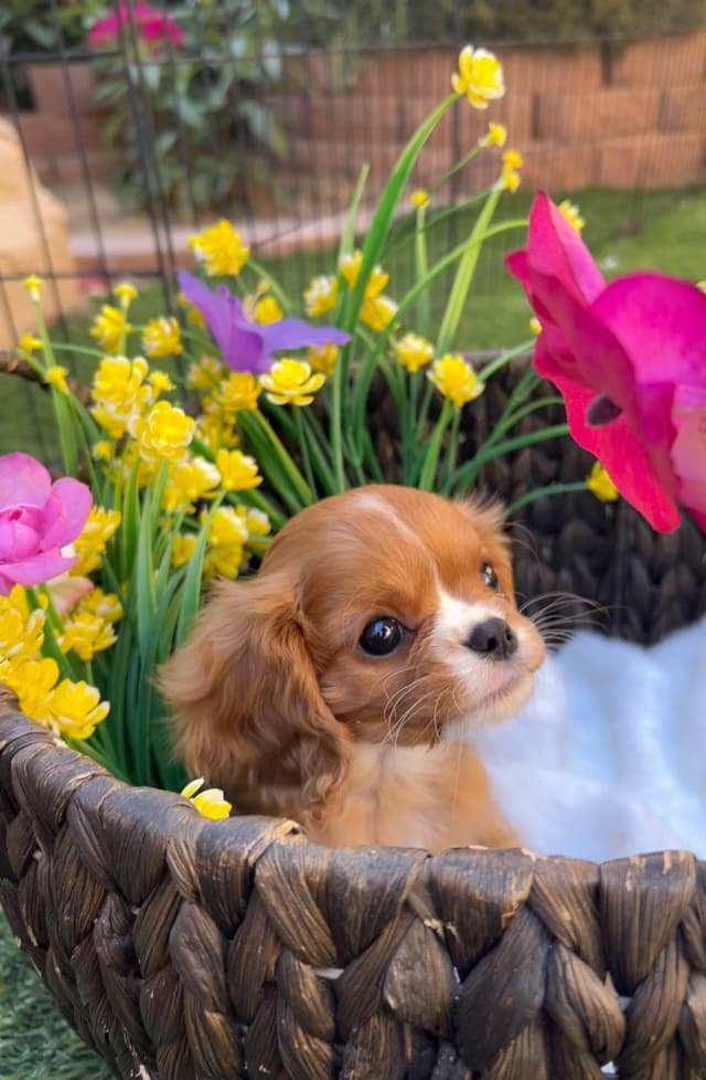 Cavalier King Charles Spaniel Puppies media 2