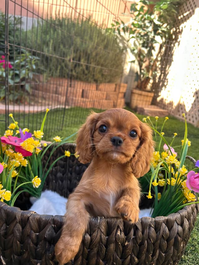 Cavalier King Charles Spaniel Puppies media 4