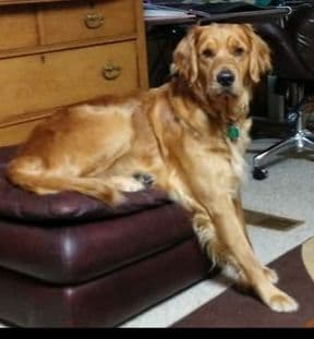 Golden Retriever Puppies breeder image 7