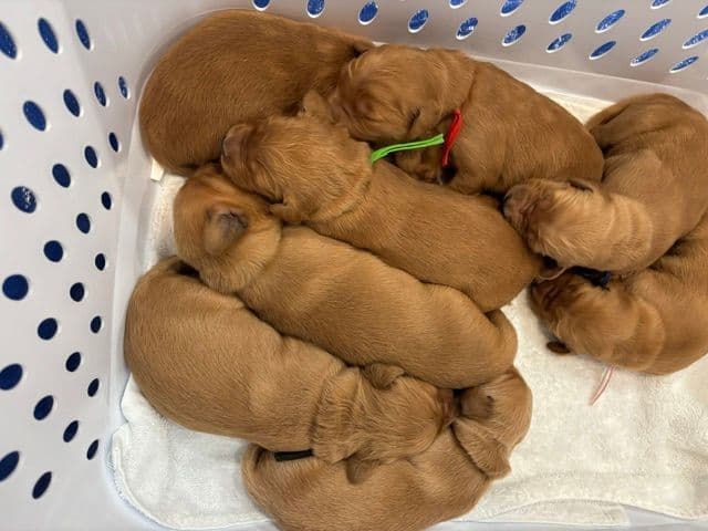Golden Retriever Puppies breeder image 4