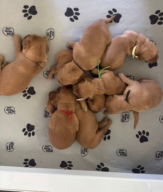 Golden Retriever Puppies breeder image 3