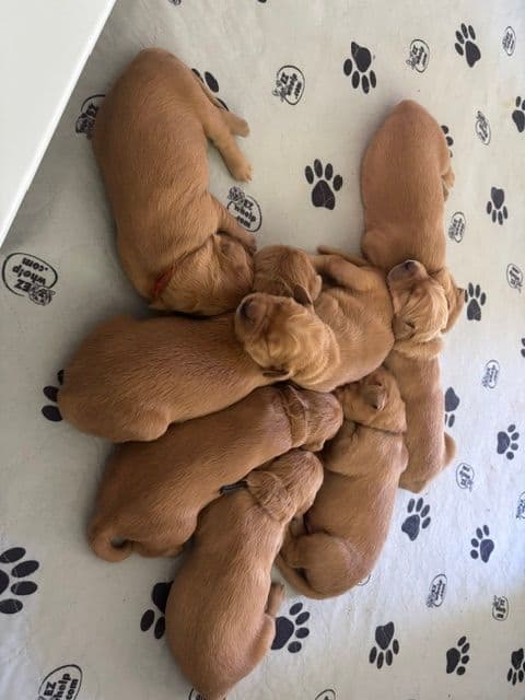 Golden Retriever Puppies breeder image 6