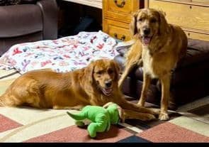 Golden Retriever Puppies breeder image 8
