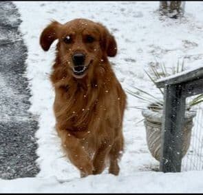 Golden Retriever Puppies breeder image 9