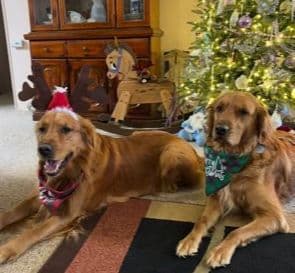 Golden Retriever Puppies breeder image 11