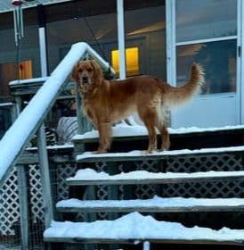 Golden Retriever Puppies breeder image 15
