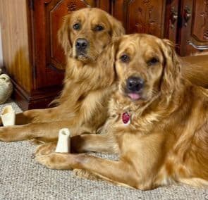 Golden Retriever Puppies breeder image 12