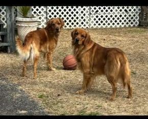 Golden Retriever Puppies breeder image 13
