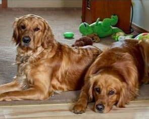 Golden Retriever Puppies breeder image 14