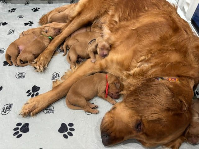 Golden Retriever Puppies media 18