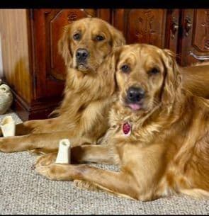 Golden Retriever Puppies media 21