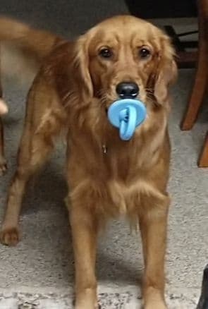 Golden Retriever Puppies media 22