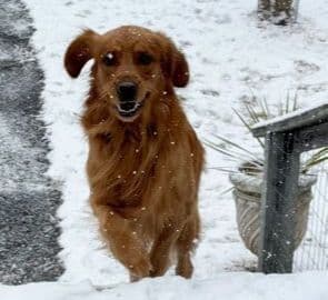 Golden Retriever Puppies media 23