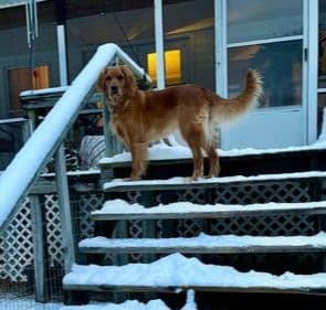 Golden Retriever Puppies media 24