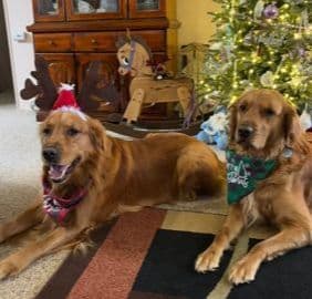 Golden Retriever Puppies media 25
