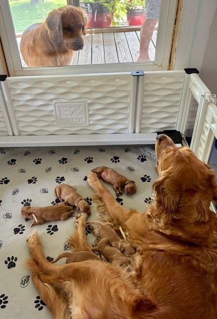 Golden Retriever Puppies media 19