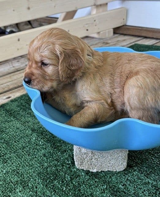 Golden Retriever Puppies media 26