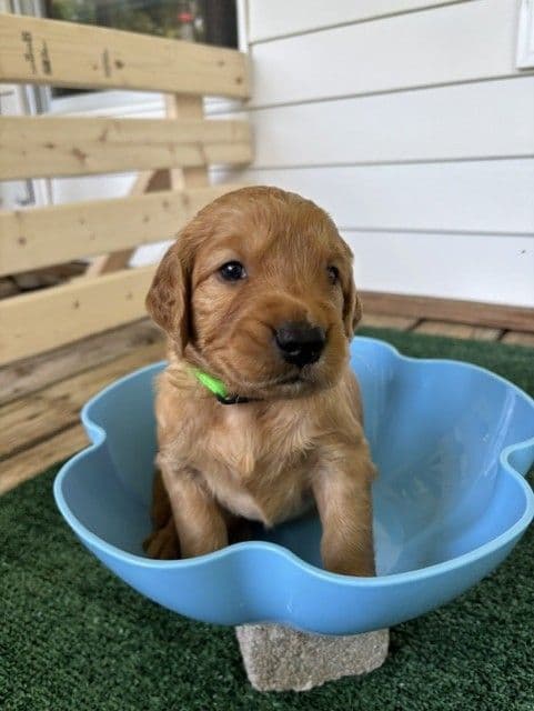 Golden Retriever Puppies media 28