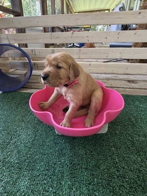 Golden Retriever Puppies media 29