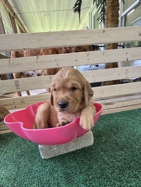 Golden Retriever Puppies media 30