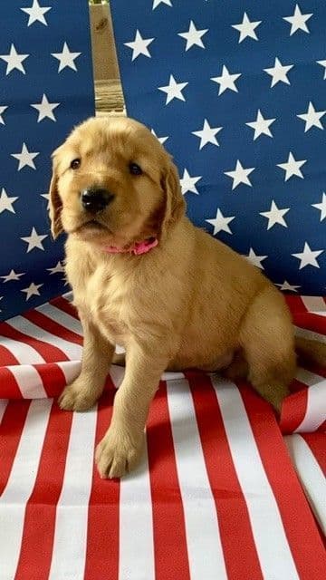 Golden Retriever Puppies media 2
