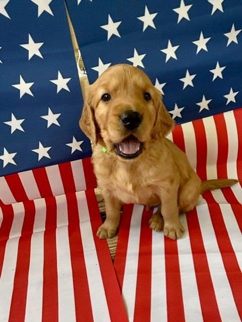 Golden Retriever Puppies media 3