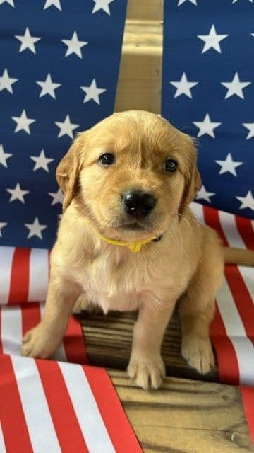Golden Retriever Puppies media 6