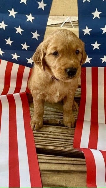 Golden Retriever Puppies media 8